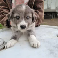 Boy 4, a male Australian Shepherd for sale in Louisville, NE – 1 of 5