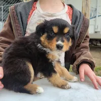  Boy 1, a male Australian Shepherd for sale in Louisville, NE – 3 of 4