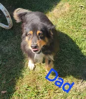 Girl 3, a female Australian Shepherd for sale in Louisville, NE – 4 of 5