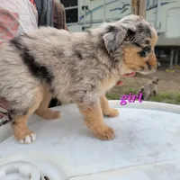 Girl 4, a female Australian Shepherd for sale in Louisville, NE – 2 of 5