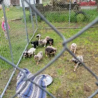 Girl 2, a female Australian Shepherd for sale in Louisville, NE – 4 of 5