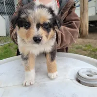 Boy 3, a male Australian Shepherd for sale in Louisville, NE – 2 of 5