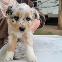 Girl 2, a female Australian Shepherd for sale in Louisville, NE – 2 of 5