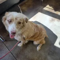 Boy 4, a male Australian Shepherd for sale in Louisville, NE – 3 of 5