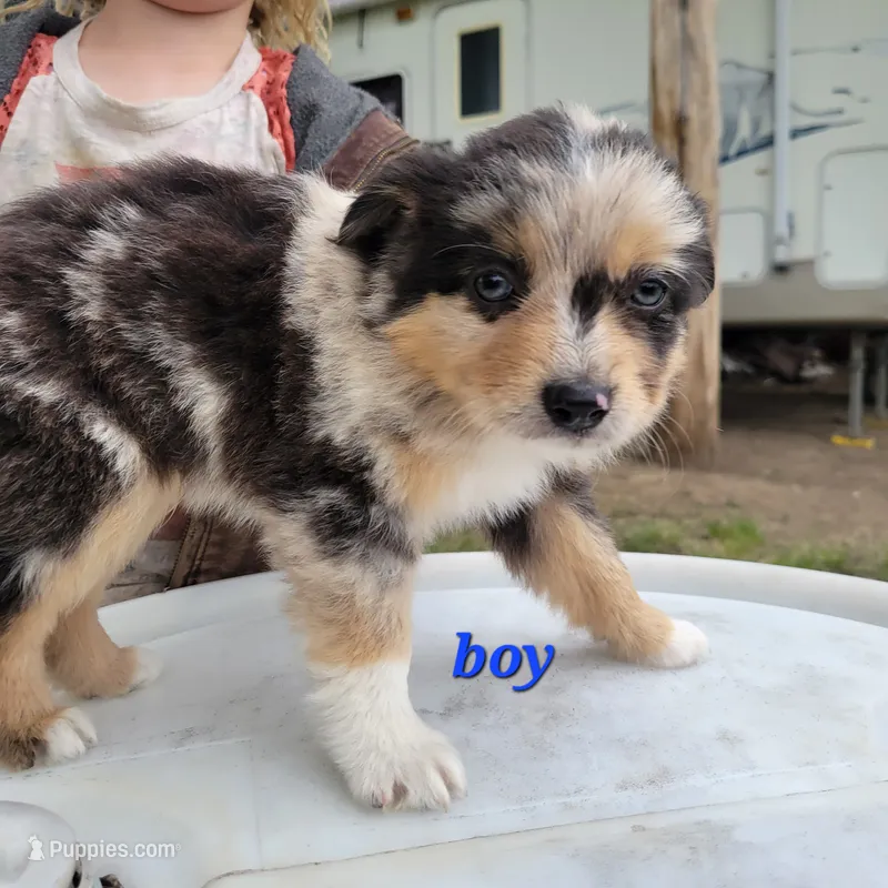 Boy 3 – Australian Shepherd puppy for sale in Louisville, NE