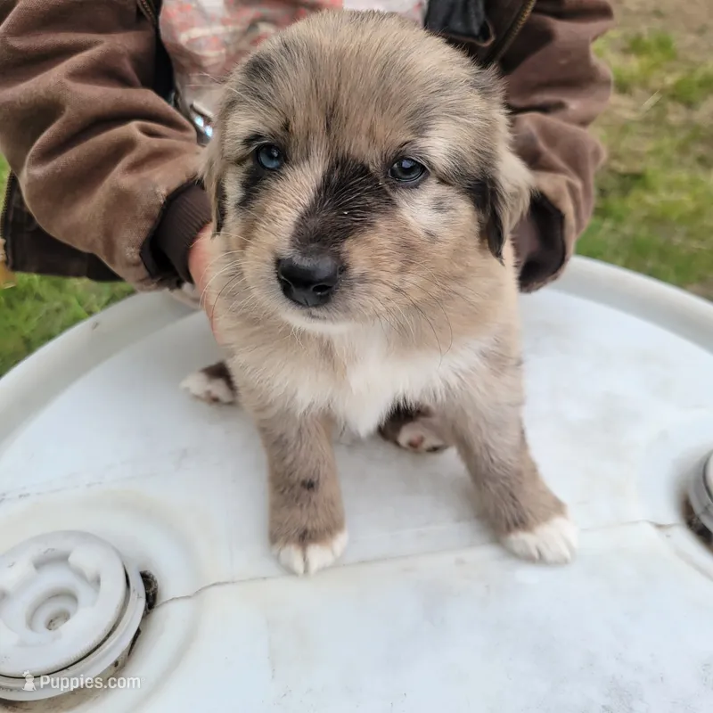 Boy 5 – Australian Shepherd puppy for sale in Louisville, NE