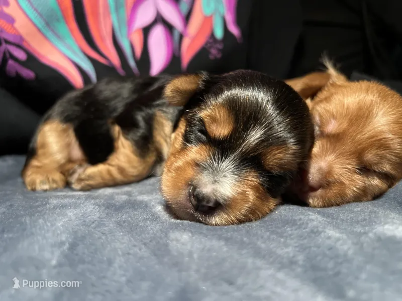 Aster – Yorkshire Terrier puppy for sale in Atlanta, GA