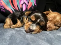 Aster, a male Yorkshire Terrier for sale in Atlanta, GA – 1 of 4