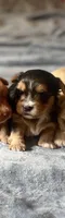 Aster, a male Yorkshire Terrier for sale in Atlanta, GA – 2 of 4