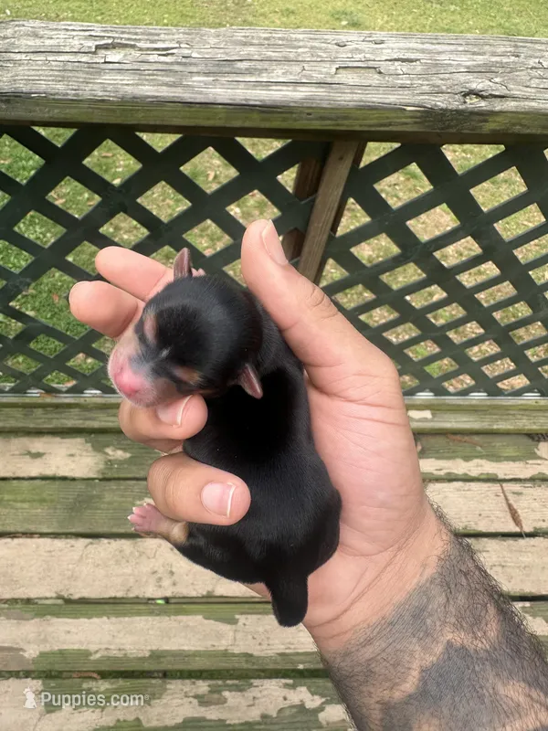 Aster – Yorkshire Terrier puppy for sale in Atlanta, GA