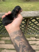 Aster, a male Yorkshire Terrier for sale in Atlanta, GA – Photo 2 of 3