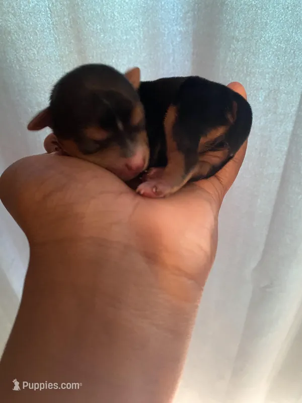 Aster – Yorkshire Terrier puppy for sale in Atlanta, GA