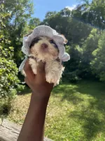 Lance, a male Yorkipoo for sale in Atlanta, GA – 1 of 3
