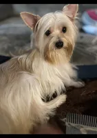Blossom, a female Yorkshire Terrier for sale in Atlanta, GA – 5 of 5