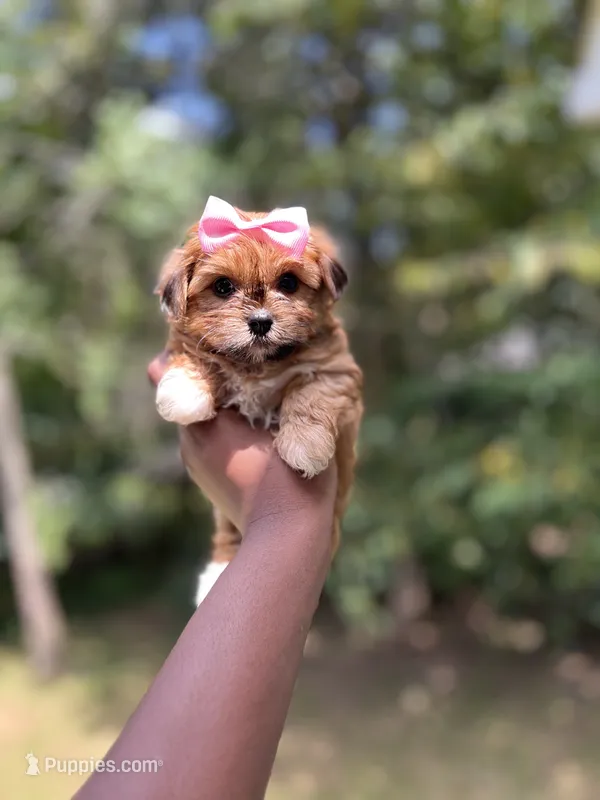 Blossom – Yorkshire Terrier puppy for sale in Atlanta, GA