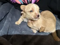 Lotus, a male Yorkshire Terrier for sale in Atlanta, GA – 4 of 5