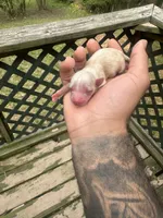 Lotus, a male Yorkshire Terrier for sale in Atlanta, GA – Photo 2 of 2