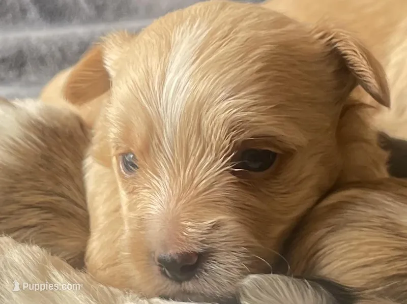 Lotus – Yorkshire Terrier puppy for sale in Atlanta, GA