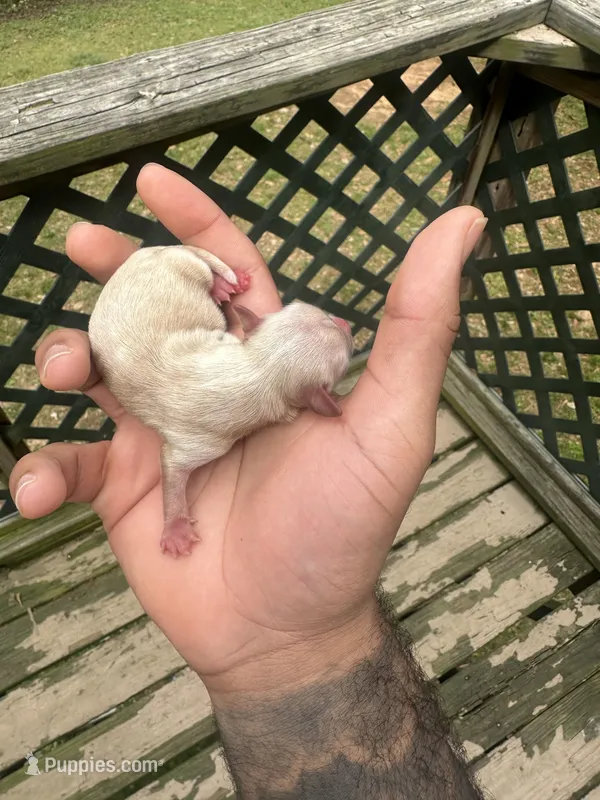 Lotus – Yorkshire Terrier puppy for sale in Atlanta, GA