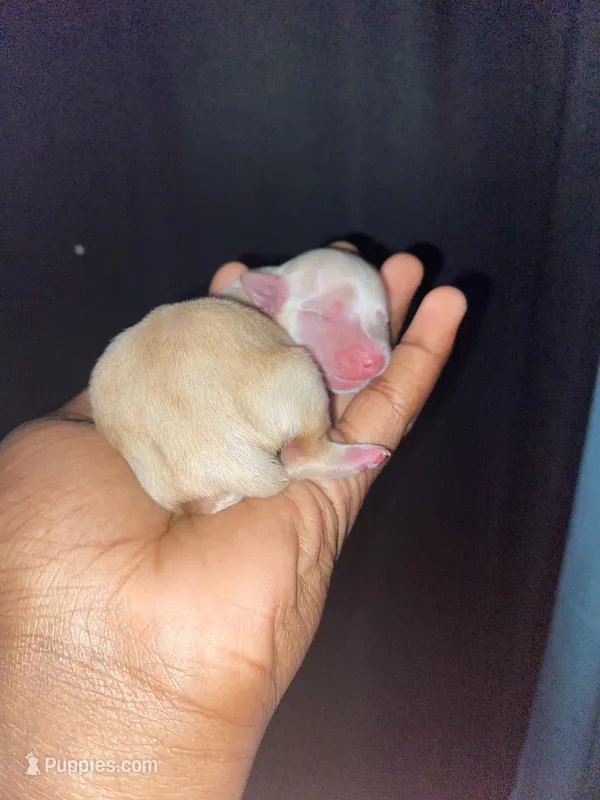 Lotus – Yorkshire Terrier puppy for sale in Atlanta, GA