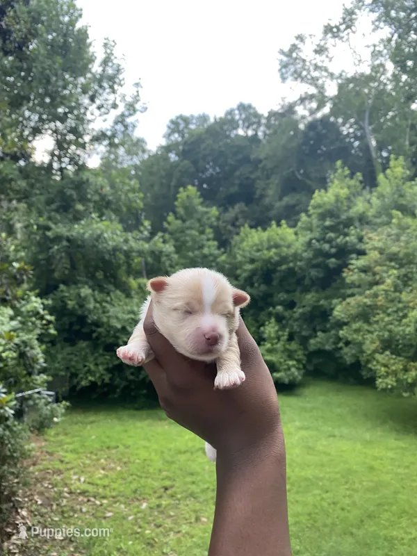 Hollywood  – Yorkshire Terrier puppy for sale in Atlanta, GA