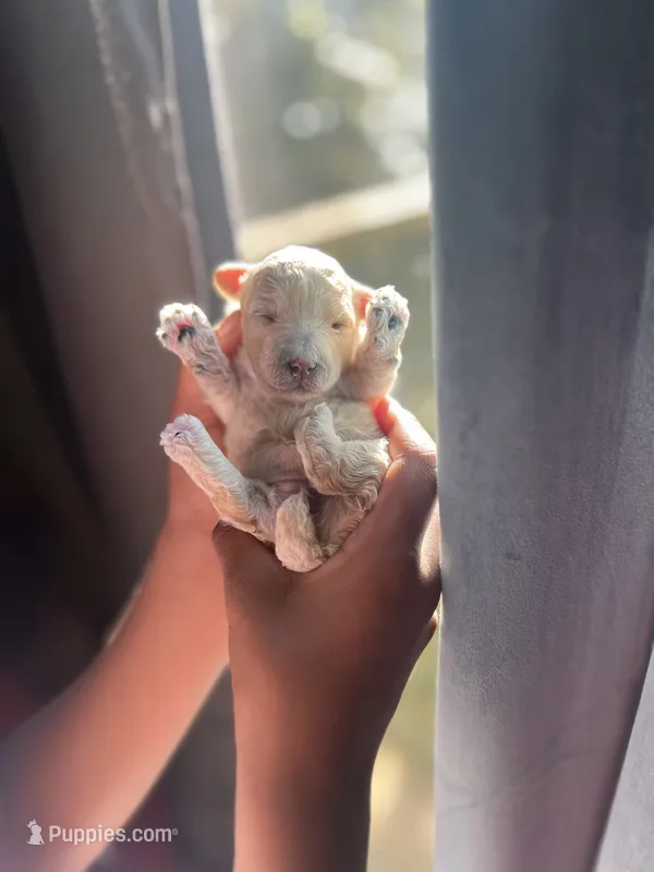 Ivy – Yorkipoo puppy for sale in Atlanta, GA