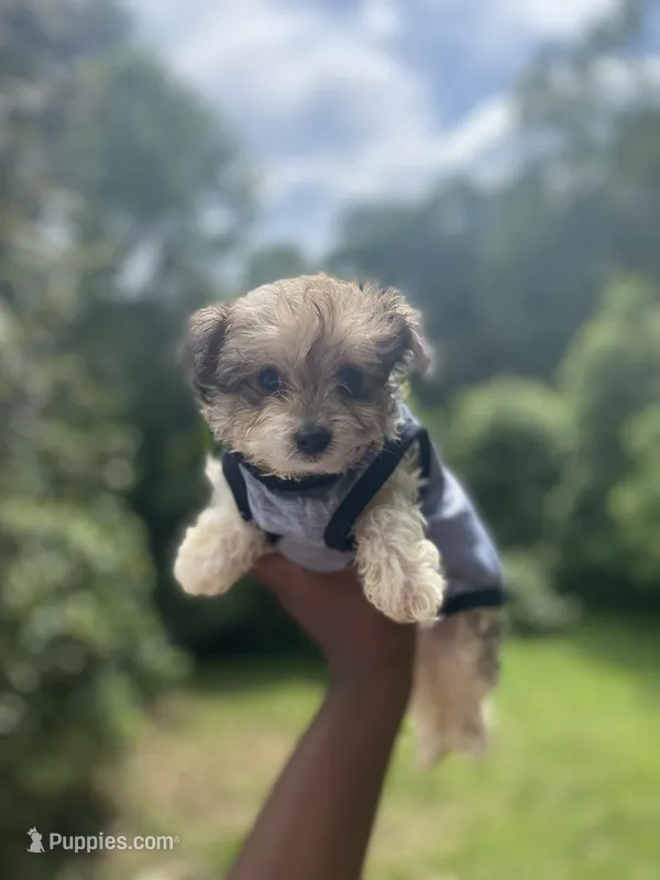 Sir – Yorkipoo puppy for sale in Atlanta, GA