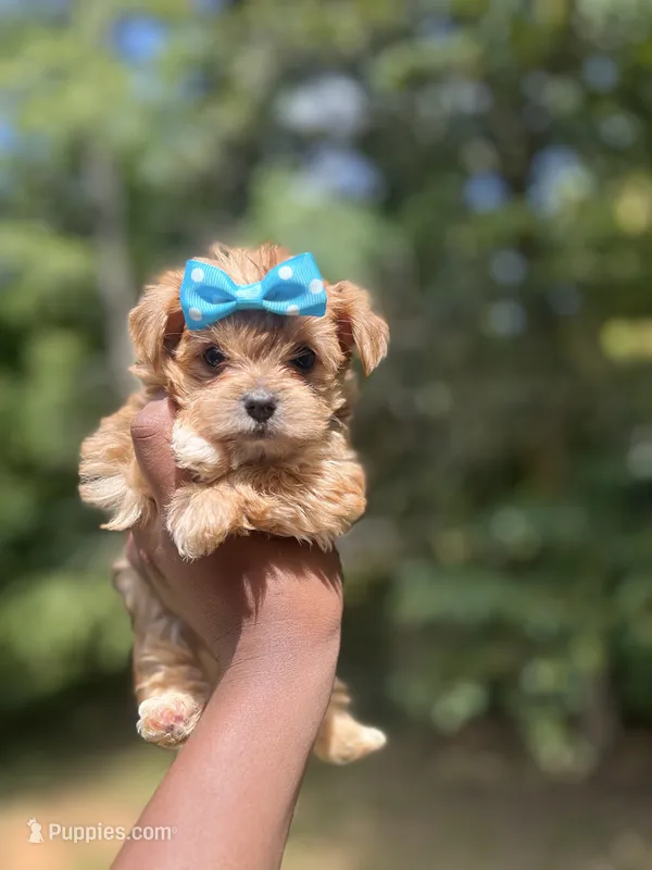 Bryson  – Yorkshire Terrier puppy for sale in Atlanta, GA
