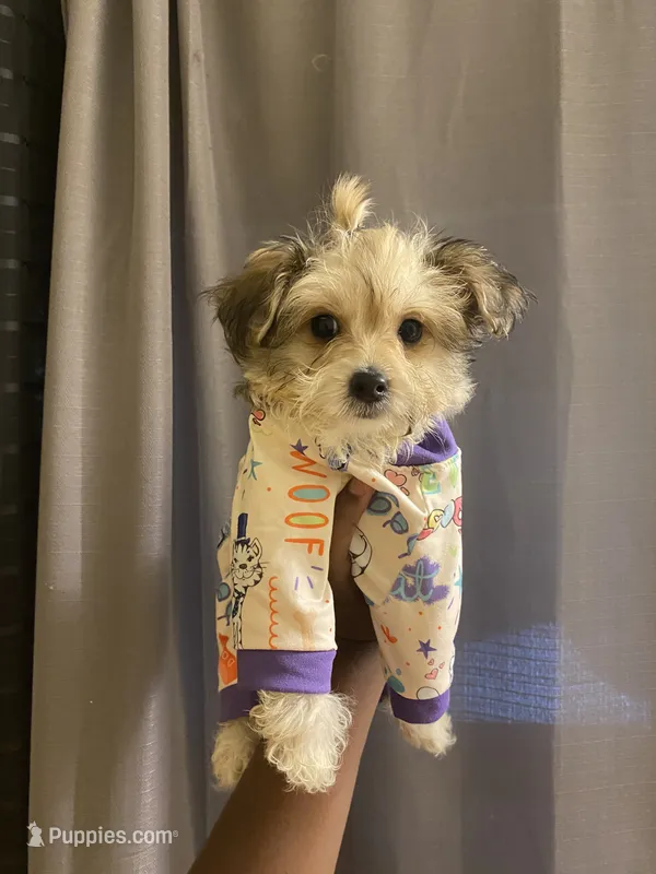 Sir – Yorkipoo puppy for sale in Atlanta, GA