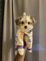 Sir, a male Yorkipoo for sale in Atlanta, GA – 1 of 5