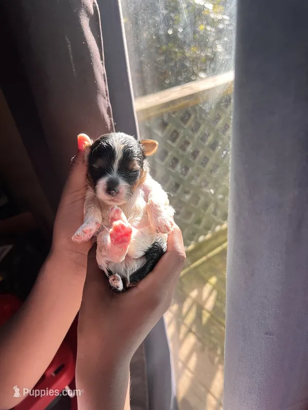 Olaf – Yorkipoo puppy for sale in Atlanta, GA