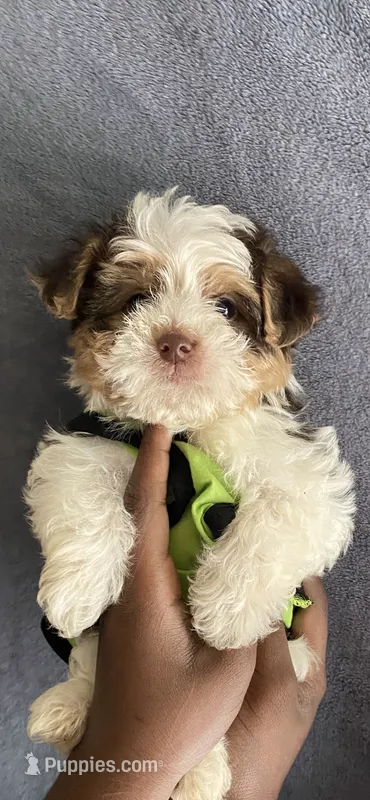 Lance – Yorkipoo puppy for sale in Atlanta, GA