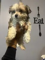 Sir, a male Yorkipoo for sale in Atlanta, GA – 3 of 5