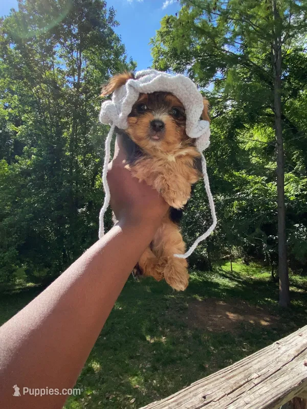 Aster – Yorkshire Terrier puppy for sale in Atlanta, GA
