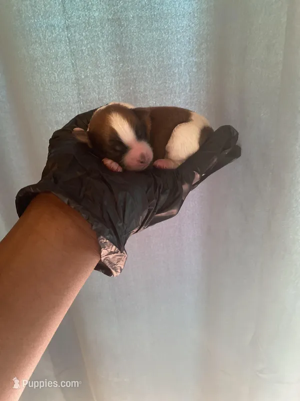 Aviator  – Yorkipoo puppy for sale in Atlanta, GA