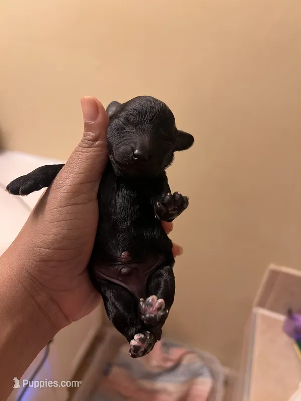 Comet – Yorkipoo puppy for sale in Atlanta, GA