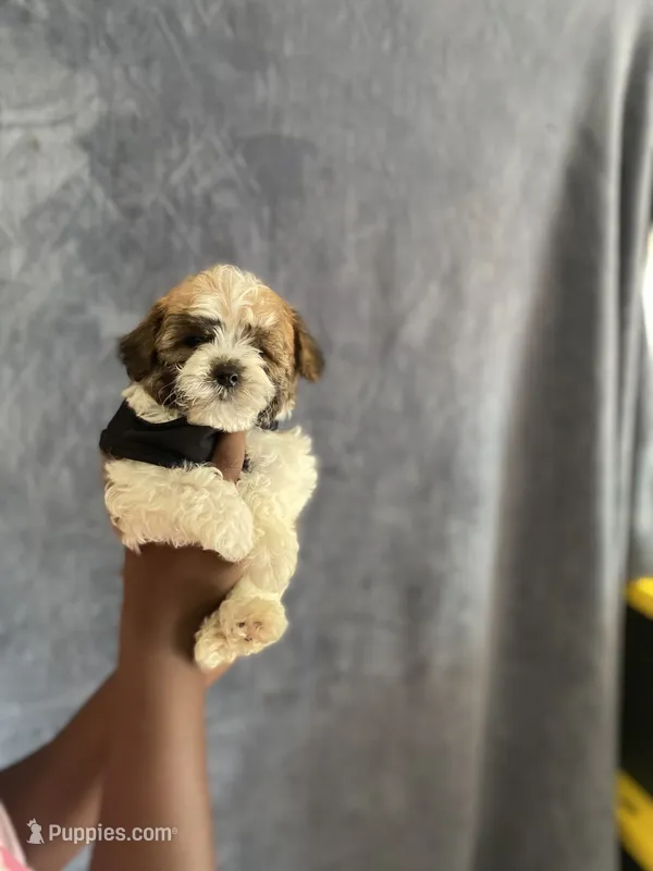 Aviator  – Yorkipoo puppy for sale in Atlanta, GA