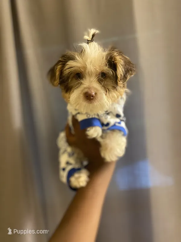 Lance – Yorkipoo puppy for sale in Atlanta, GA