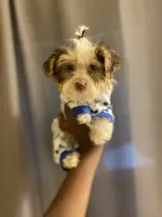 Lance, a male Yorkipoo for sale in Atlanta, GA – 1 of 4