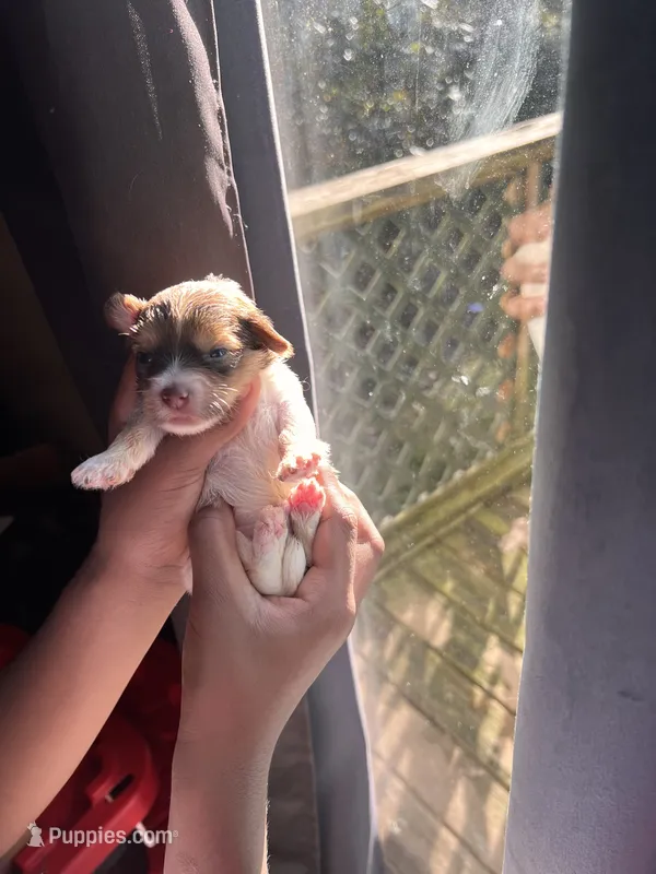 Noel – Yorkipoo puppy for sale in Atlanta, GA