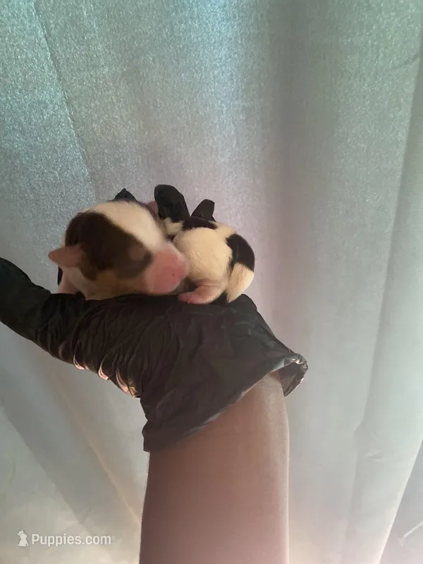 Lance – Yorkipoo puppy for sale in Atlanta, GA