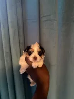 Lance, a male Yorkipoo for sale in Atlanta, GA – 2 of 3