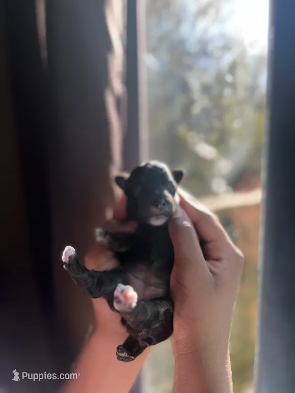 Shadow – Yorkipoo puppy for sale in Atlanta, GA