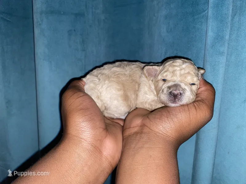 Ivy – Yorkipoo puppy for sale in Atlanta, GA