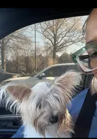 Blossom, a female Yorkshire Terrier for sale in Atlanta, GA – 4 of 5
