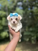 Snowflake , a male Yorkshire Terrier for sale in Atlanta, GA – 1 of 6