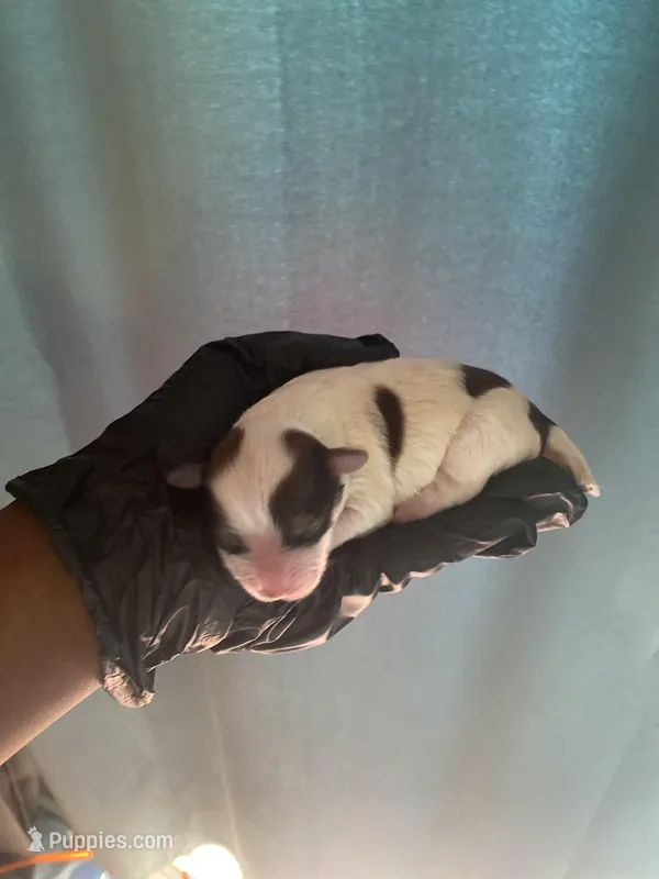 Regina – Yorkipoo puppy for sale in Atlanta, GA