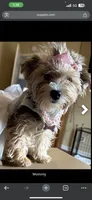Hollywood , a male Yorkshire Terrier for sale in Atlanta, GA – 3 of 3