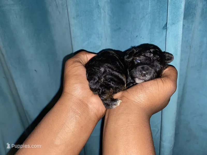 Midna – Yorkshire Terrier puppy for sale in Atlanta, GA