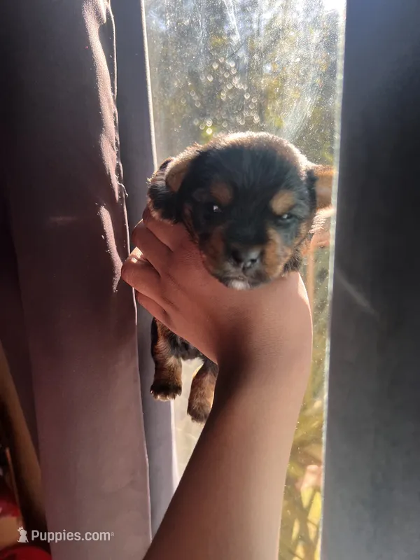 Pepper – Yorkshire Terrier puppy for sale in Atlanta, GA